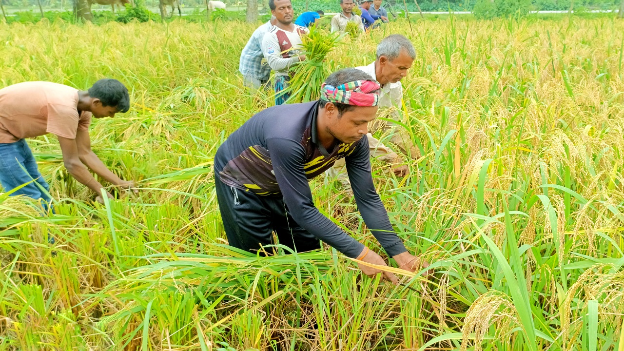 কৃষক