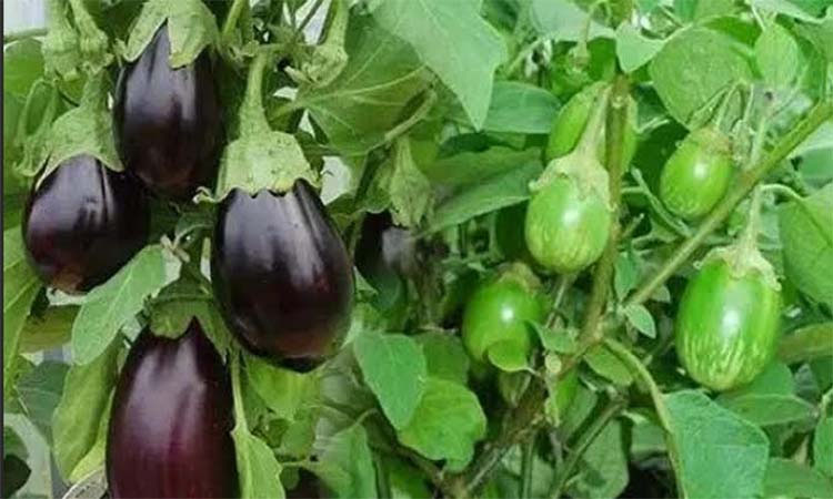 দিনাজপুরে বেগুন চাষে বাম্পার ফলন