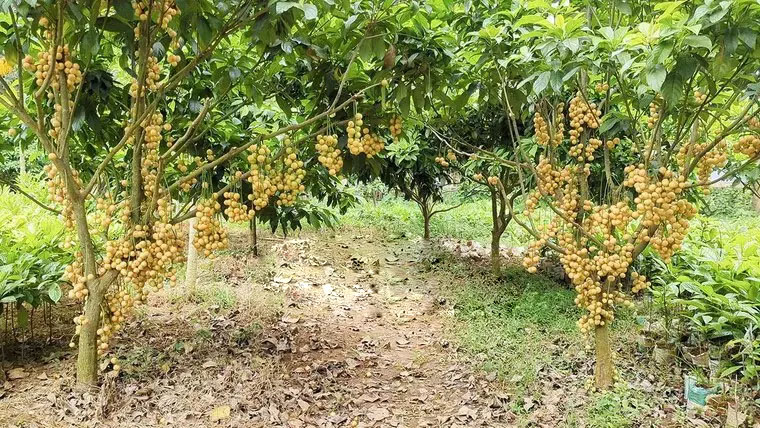 রোকনউদ্দিনের জীবন বদলে দিয়েছে লটকন