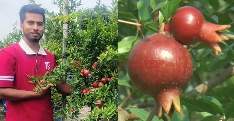 বাসার ছাদে আনার বাগান করে সফল আল আমিন