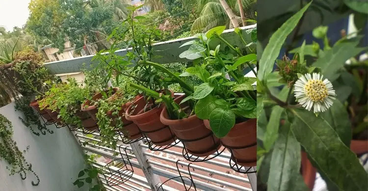 গাছ লাগানোর মৌসুম কিন্তু এখনই