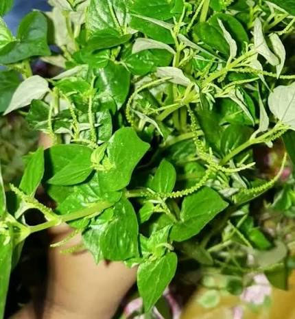 দীপ্ত লুচি কি জানুন