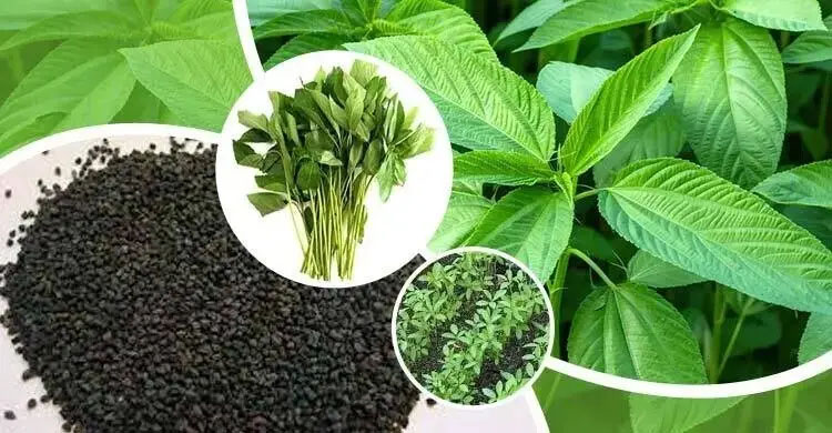 ভালো বীজ পেতে হলে যা করবেন