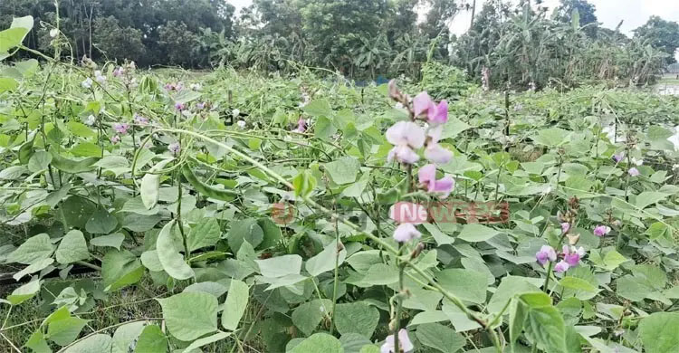 যে প্রযুক্তি আগামী কৃষিকে বদলে দিতে পারে