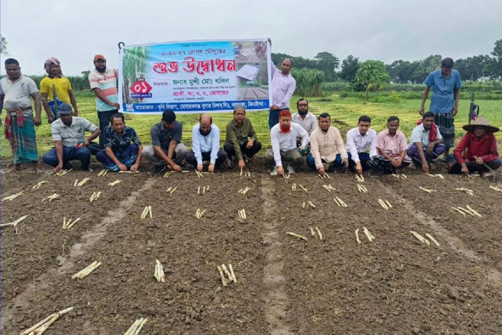 আখের মূল্য বৃদ্ধি, বাড়ছে আখচাষ