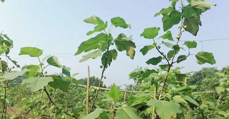 বাংলাদেশে ত্বীন ফলের বাণিজ্যিক চাষের সম্ভাবনা