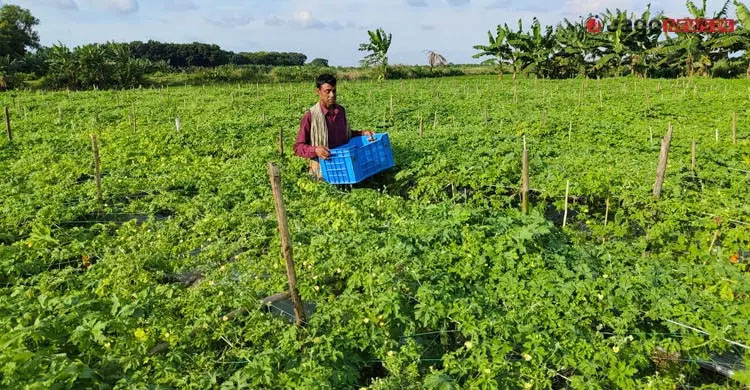 বিষমুক্ত করলার দাম নেই, আগ্রহ হারাচ্ছেন কৃষকরা