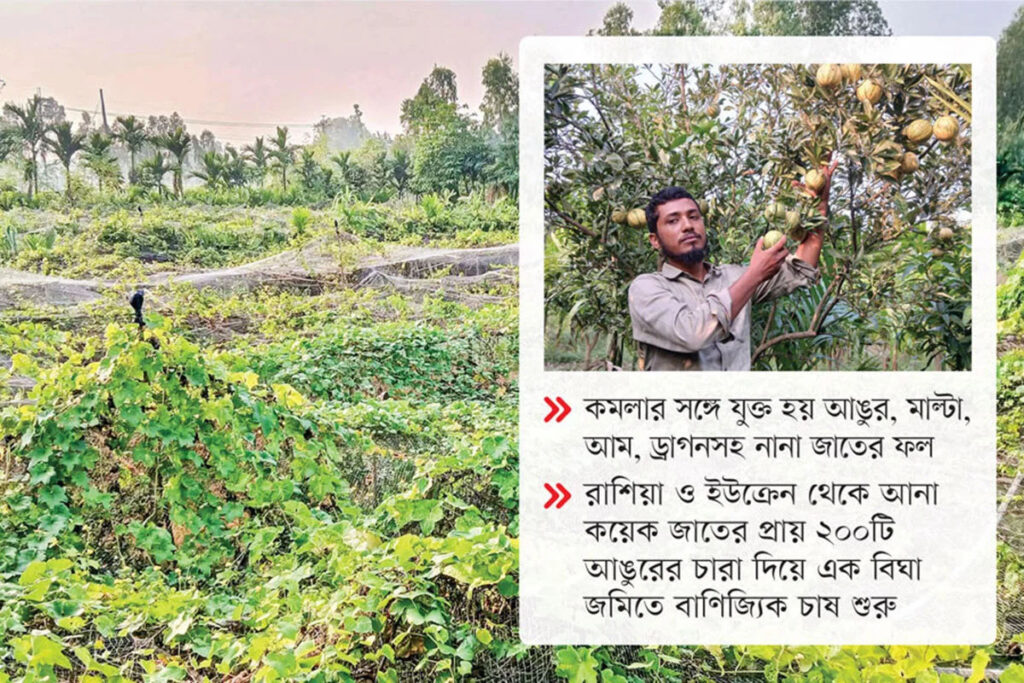 এক কমলাগাছ থেকে ফারুকের কৃষি সাম্রাজ্য
